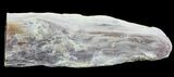Petrified Wood Limb (Bald Cypress) - Saddle Mountain, WA #69446-2